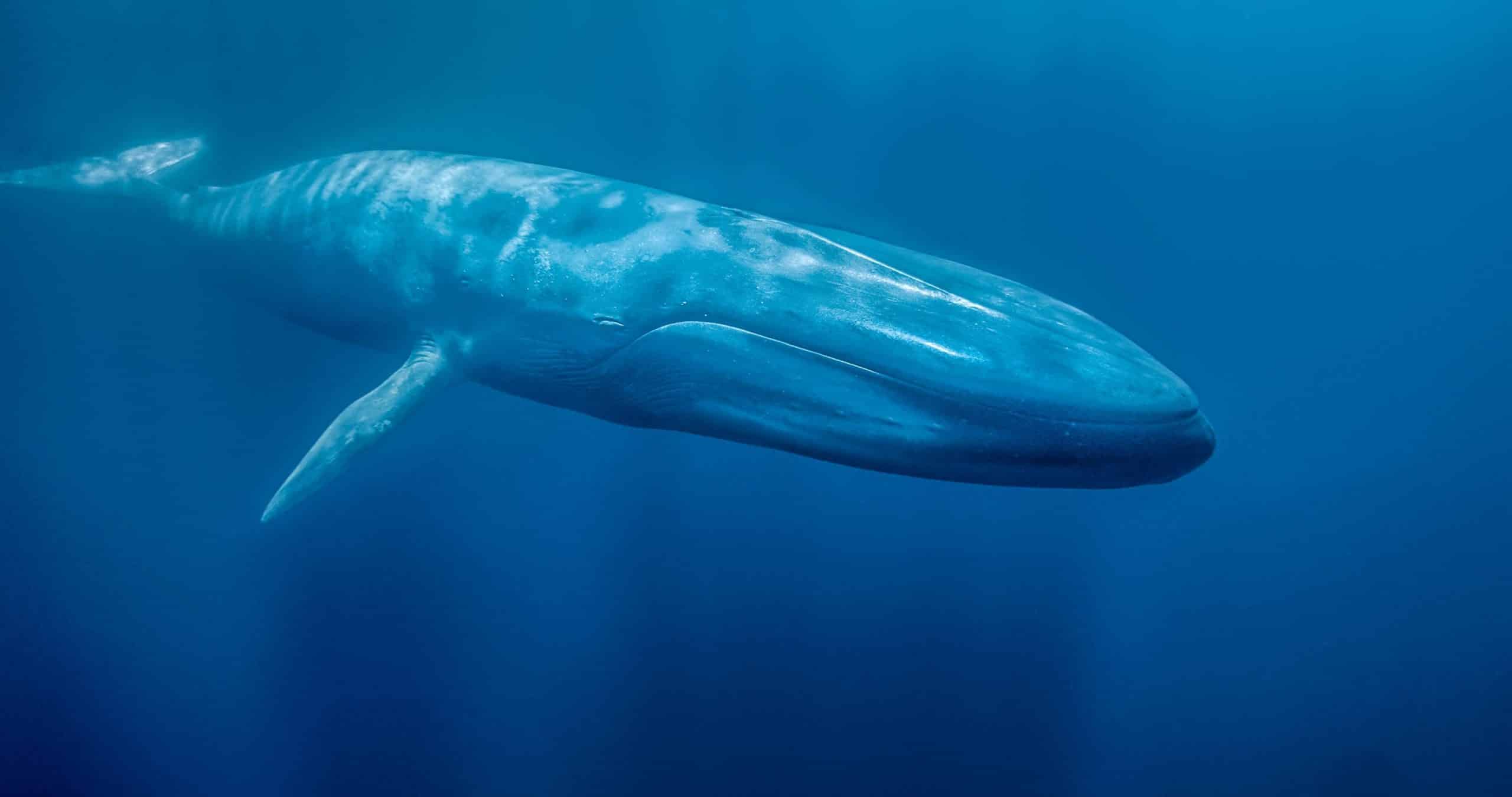 Resultado de imagem para baleia azul fotos